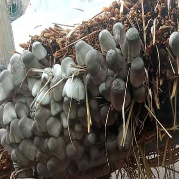 Mushroom Harvest